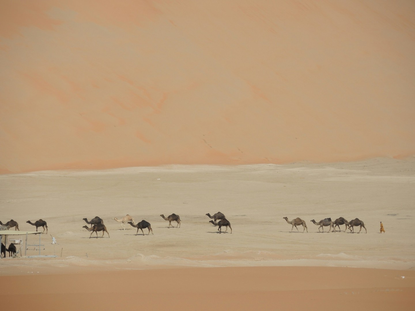 Camels crossing the desert landscape in Liwa